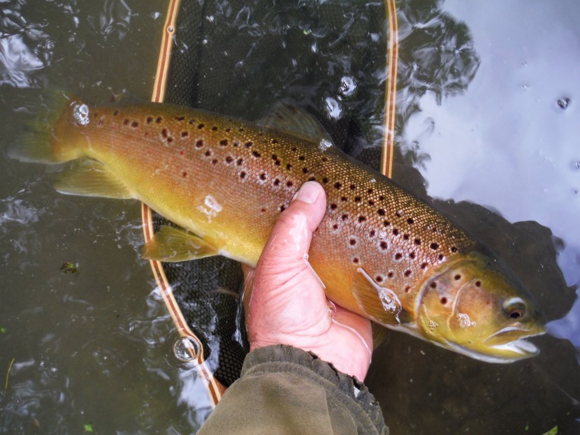 Avon trout